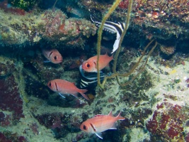 Tow Spotted Drumfish and Black Bar Soldierfish IMG 6977